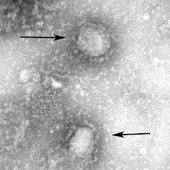 sinkorovirus